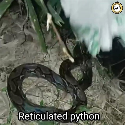 Reticulated python - Malayopython reticulatus - Ular sanca kembang - Released by Gung Adi