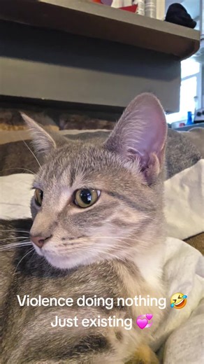 Violence #FYP #booktok Little violent thing! Doing nothing but stealing my heart ❤️ Bottle feed and spoiled rotten since 4 days old!