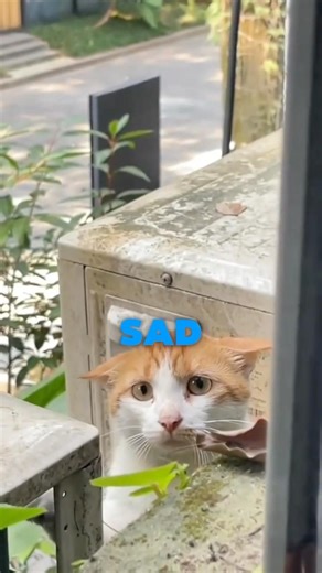 Why Your Cat Comes Close When You’re Sad😿