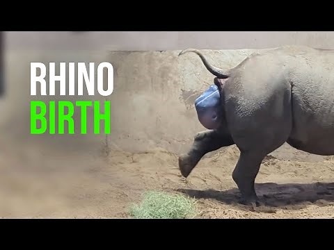 The Heartwarming Moment A Rare Baby Rhino Is Welcomed Into The World Is Captured By Zookeepers!