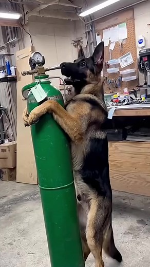 Proof Parrots Are Too Smart： He Knows the Death Command | Daron Moss