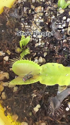Yum yum dinner time. #venusflytrap #carnivorousplants #petfly