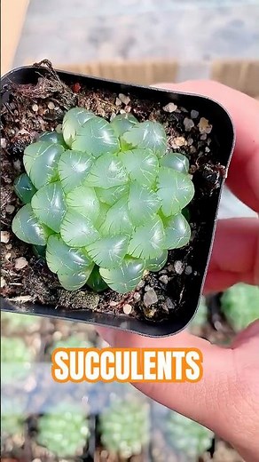 The Diamond Succulent! ✨ Haworthia Cooperi Care Guide & Stunning Clarity