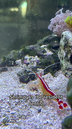 Meet Shrimpy: The Aquarium's Essential Cleaner Shrimp