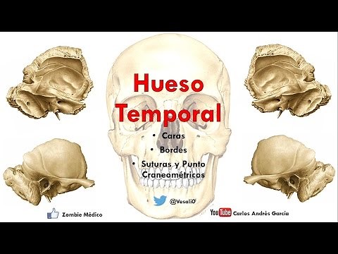 Anatomía - Hueso Temporal (Escama, Peñasco, Procesos Mastoideos)