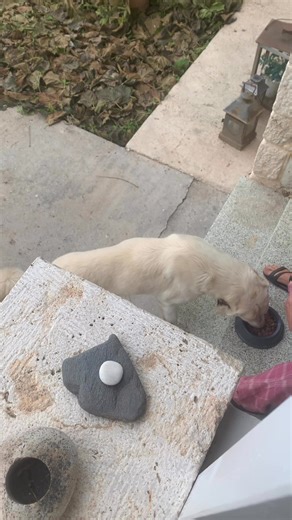 Dagens Boy ❤️❤️ Samos Dog Rescue har stängt för besökare och förbereder renovering av sheltret! ❤️ | Djuren på Samos