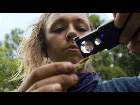 How to Identify Grass