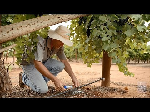 Drip irrigation maintenance