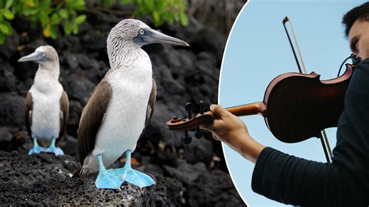 A Galápagos orchestra played for the volcanic islands’ biodiversity. And it was incredibly moving...