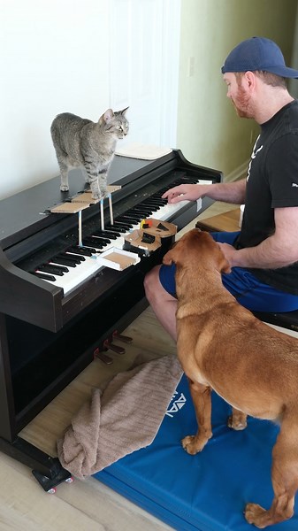 Cat and Dog Play Mozart