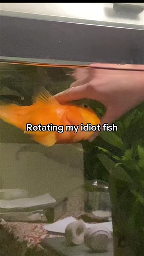 Disabled blood parrot gets rotated #bloodparrot #bloodparrotchichild #fishkeeping #fish