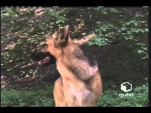 Animorphs - German Shepherd Morph