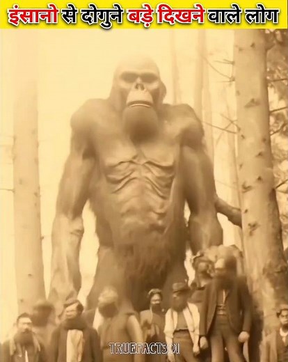 इंसानों से दो गुना बड़ा दिखने वाले लोग।। evolution human #shorts #human #facts #apes