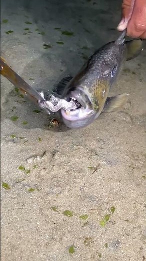 Catch and Release: Saving a Fish from Plastic