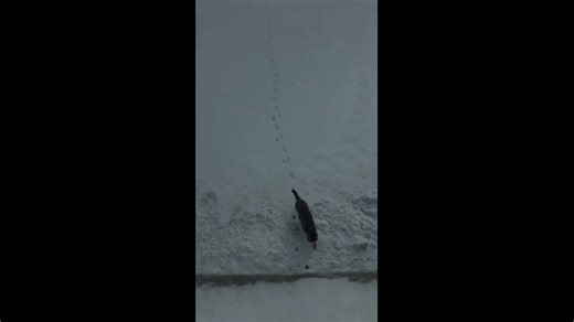 Cat follows footprints in snow in Beijing, China