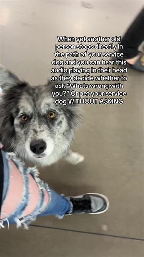 I try to be as nice as possible with old people but GOD it gets annoying 😭 #servicedog #dog #foryou