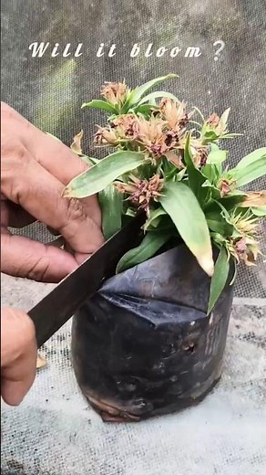 Dianthus chinensis💐🍃
