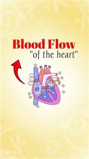 blood flow of the heart #heart #medical