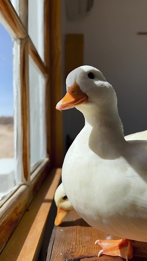 Adorable Ducks Enjoying a Relaxing Day by the Window