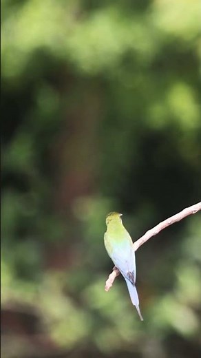 Blue-Tailed Bee-Eaters Perched in Purbasthali | Birdwatching in 4k #shorts