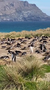 Penguins Swamp - - - Credit : @vanina_etienne DM for removal 🙏 - - #penguin #animals #penguinslove #penguinslife #glapagosislands #glapagos #island #nature #closeup #tourists #wildnature #ocean #naturelover #birdreels #amazing #birdslife | Animals Wildside