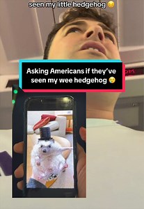 Lost my wee hedgehog on train from New York to Boston — asking if anyone’s seen him