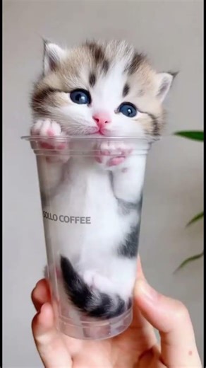 Kittens in a Cup: Cuteness Overload!