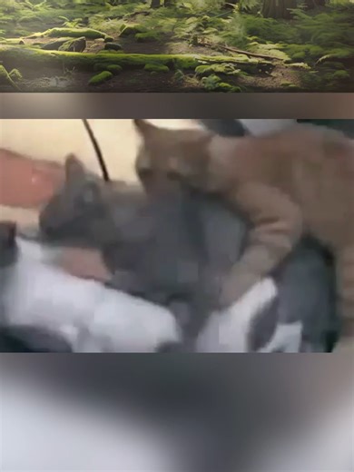 Three Cats in Love: A Heartwarming Encounter