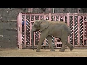 アフリカゾウの歩き方 #動物の体のつくりと運動