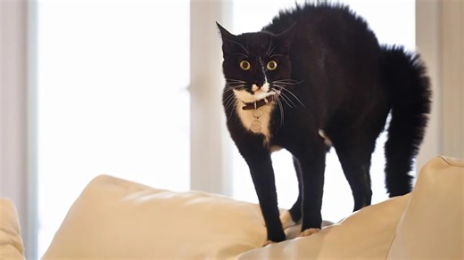 Celebrate National Cat Day With the 13 Most Iconic Black Cats in Pop Culture