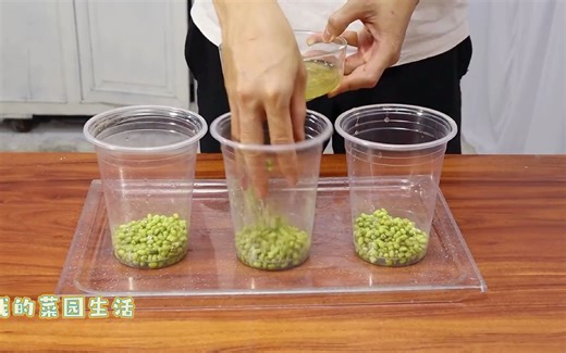 【水培】绿豆芽