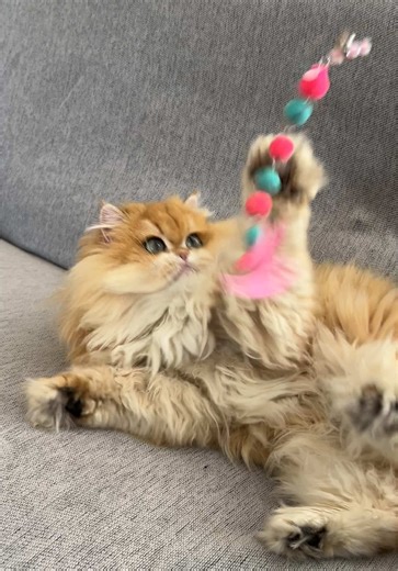 Exciting Playtime with New Toys for Cats