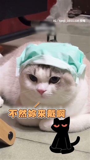 【朕不開心】貓咪耳朵點藥被戴自製頭套！臭臉氣噗噗｜#寵物雲 #shorts