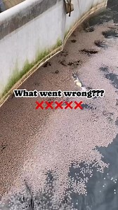 Feeding gone wrong! 😑 #trendingreel #everyoneシ゚ #followersreels #fblifestyle #viralreelschallenge #fypシ゚ #fb #agriculture | Florence Austin Okafor