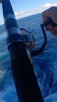 Pink snapper off the rocks giving me Curry!! 🎣🎣 #fishing