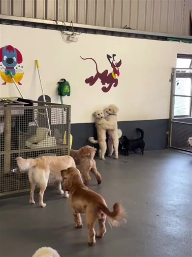 Clara Tobin (@claratobin)’s videos with Coincidance - Handsome Dancer