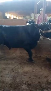 353K views · 2.7K reactions | للتواصل  01281065029 | سوقنا كل يوم | Facebook