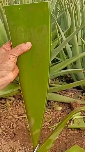 Using a manual tool to precisely cut small green seedlings for transplanting