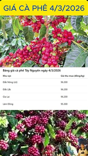 Giá cà phê hôm nay 04/03/2026 tăng hay giảm? | Tiên Lisa