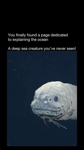 Explaining The Ocean | 🎥 Deep beneath the icy waters of the Pacific, the Threadfin Snailfish thrives where few creatures can survive — nearly 8,000 meters (26,000... | Instagram