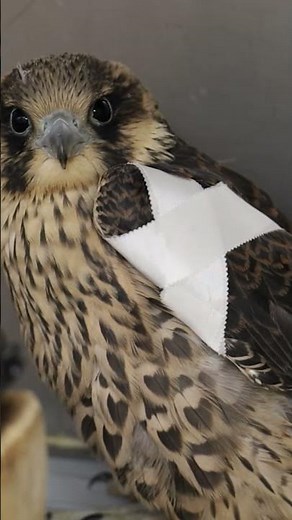 Helping #fledglings | #peregrinefalcon