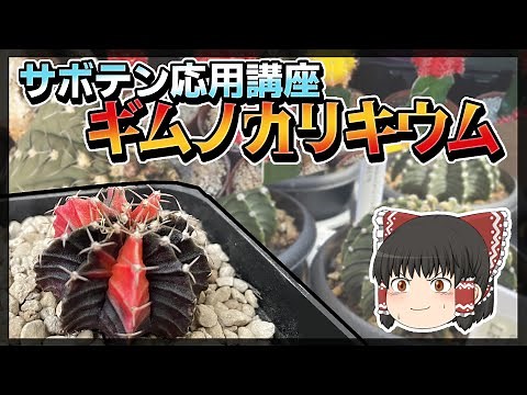 【ゆっくり解説】サボテン応用講座～ギムノカリキウム編～【多肉植物】