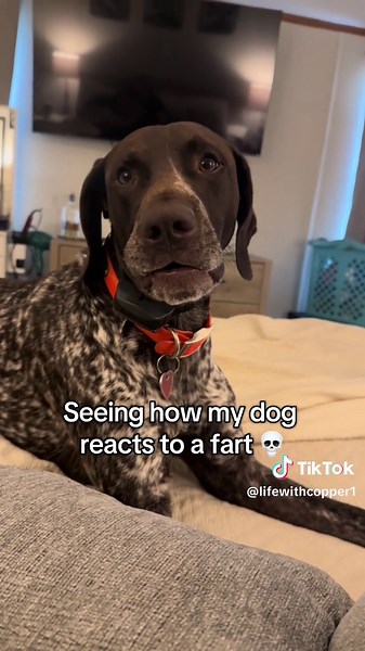 Dog Reacts Hilariously to a Fart