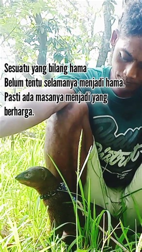 garangan jinak #lasun