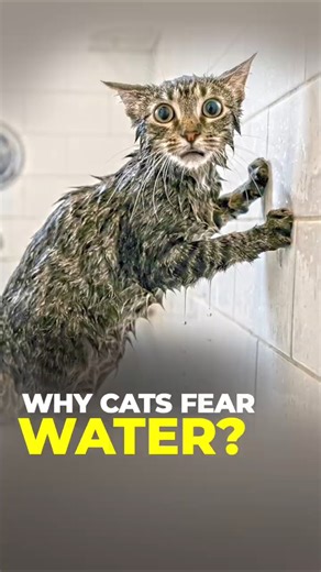 Cats terrified of water because of THIS #animals #facts #shorts