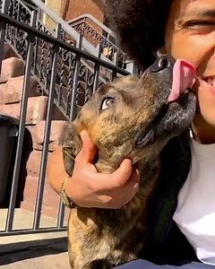 How this angry rescue dog overcame his human and dog aggression 🐕❤️ | Lessons Learned In Life