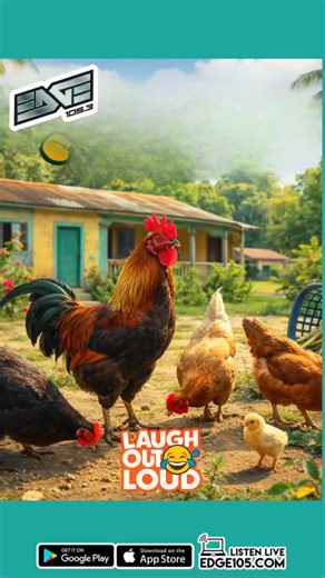 The chicken dem need HELP! 😂🤣 This morning laugh out loud on the @ronmuschettemorningshow Tune in Mondays - Fridays from 6am - 10am 🎧 Listen on: 🔊 105.1 & 105.3 FM 💻 www.edge105.com￼ 📱 Edge 105 App on the App Store or Google Play | The Edge 105 FM