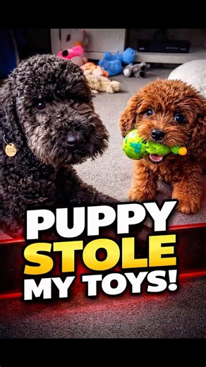 Puppy Stole My Toys! #cockapoo #dogvlog #shorts