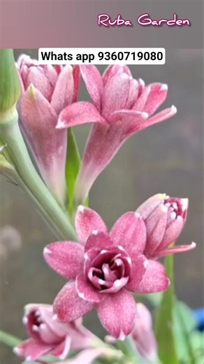 Tube rose Bulbs available for sale whats app 9360719080