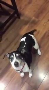 23K views · 912 reactions | Lil Mac may be a senior dog, but you'd never know it! He gets so excited when it's time for a walk! Lil Mac is available for adoption and looking for his forever home  fill out an application for him or any of our other dogs on our website or https://www.petfinder.com/petdetail/34034720/ if you live in the Orange County, CA area ❤️ | Barks of Love Animal Rescue | Facebook